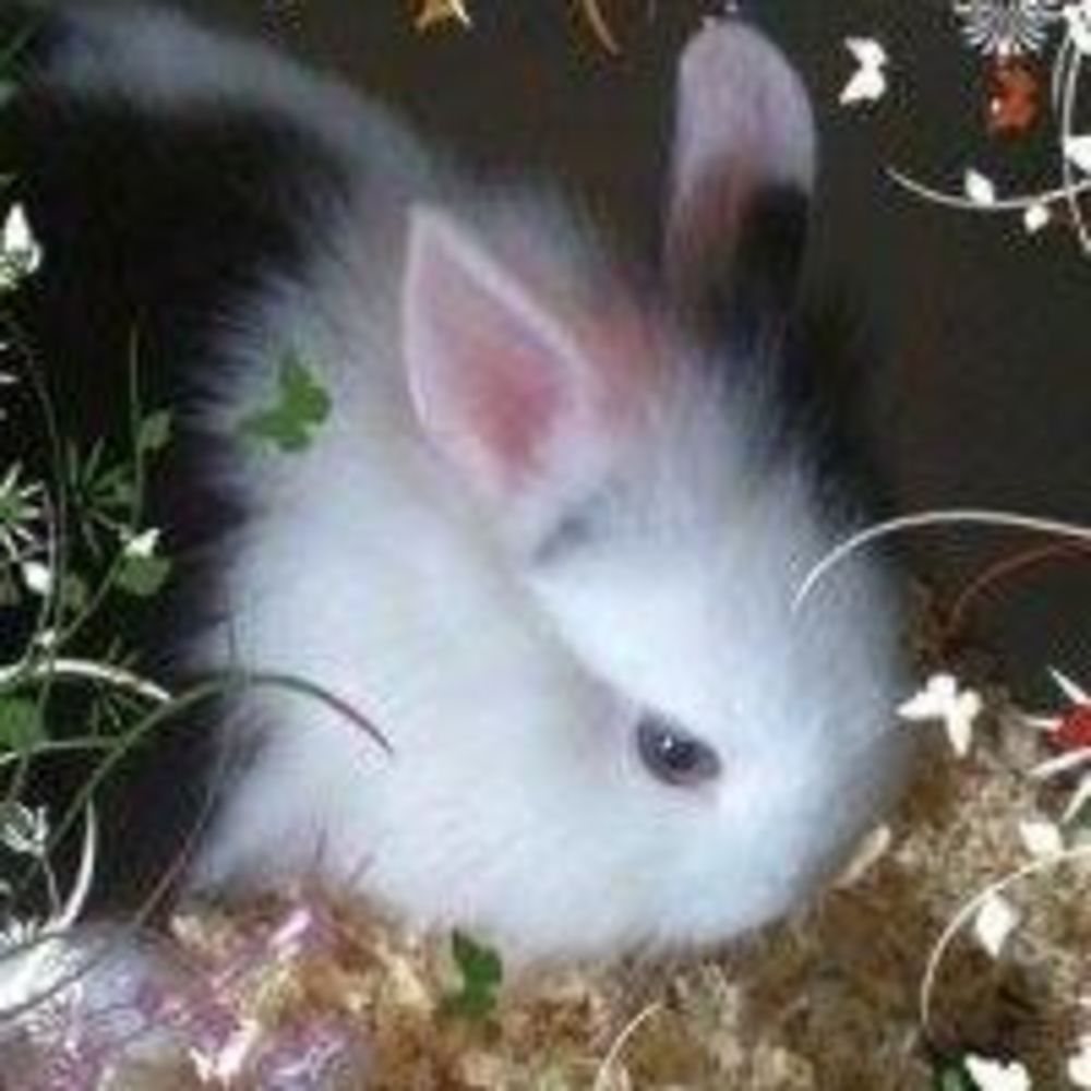 Meet your Posher, Maggie